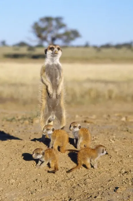 Framed Print : Suricate / Meerkat - babysitter and young - Kalahari Framed Print : Suricate / Meerkat - babysitter and young - Kalahari