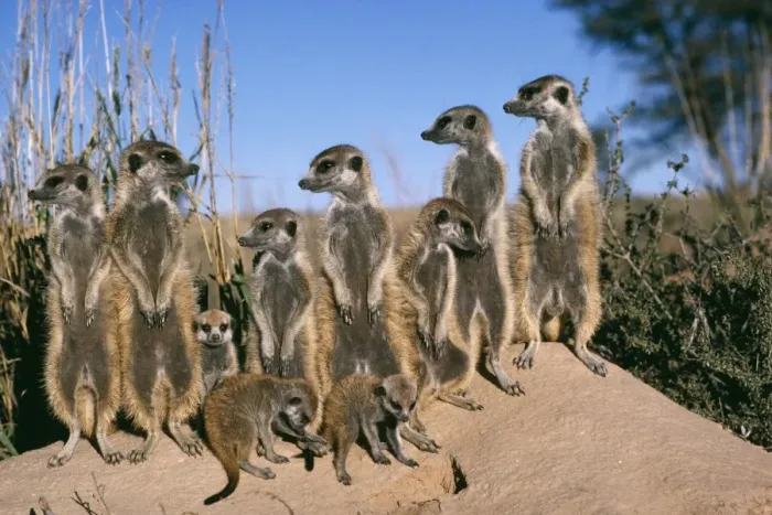 Framed Print : Suricate / Meerkat Bathe in sunshine, Kalahari Framed Print : Suricate / Meerkat Bathe in sunshine, Kalahari