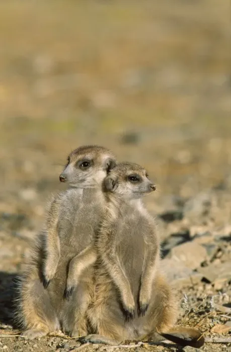 Framed Print : Suricate / Meerkat - Two different aged young on lookout at the edge of burrow - Kalahari Desert, Southeast Namibia, Africa Framed Print : Suricate / Meerkat - Two different aged young on lookout at the edge of burrow - Kalahari Desert, Southeast Namibia, Africa