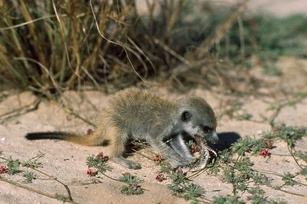 Suricate  /  Meerkat - eating Gecko given by nursemaid Kalahari Desert, Africa