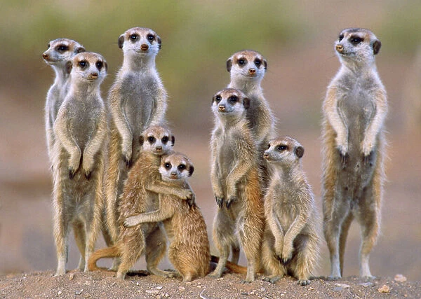 Suricate  /  Meerkat - family with young on the lookout