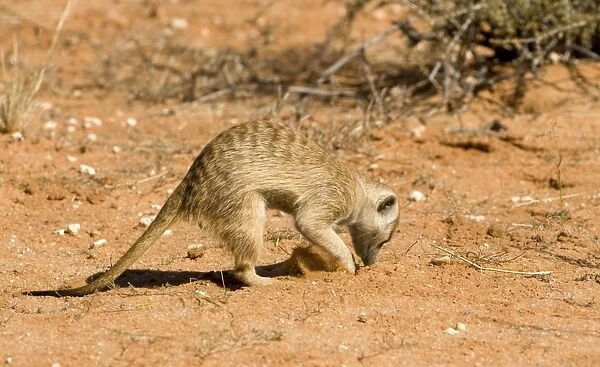 Suricate-Meerkat-foraging for food Kalahari Desert-Kgalagadi National Park-South Africa