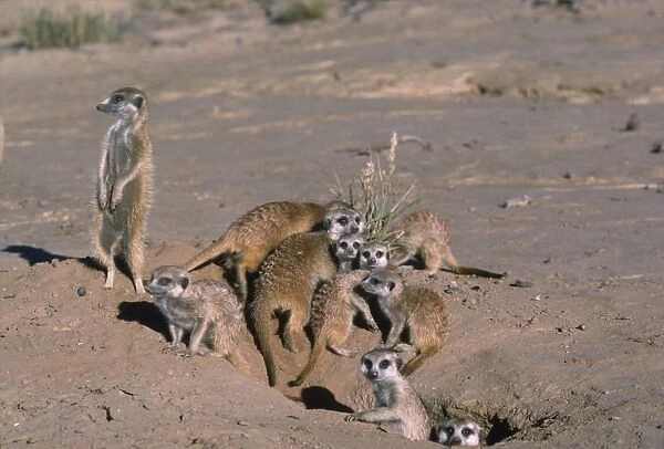 Suricate  /  Meerkat - group emerging from hole after escaping danger Kalahari, Africa