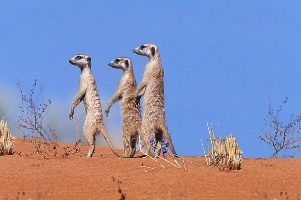 Suricate  /  Meerkat Group on the look-out. Kgalagadi Transfrontier Park, South Africa