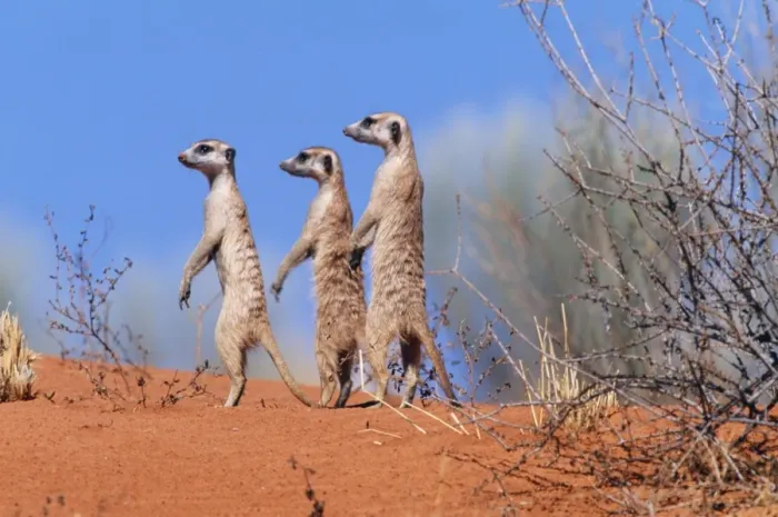Framed Print : Suricate / Meerkat Group on the look-out. Kgalagadi Transfrontier Park, South Africa Framed Print : Suricate / Meerkat Group on the look-out. Kgalagadi Transfrontier Park, South Africa