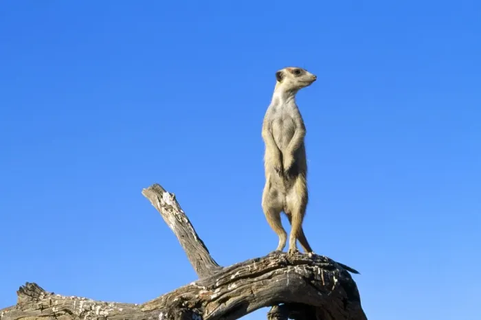 Framed Print : Suricate / Meerkat - guard on look-out - Kalahari - Southern Africa Framed Print : Suricate / Meerkat - guard on look-out - Kalahari - Southern Africa
