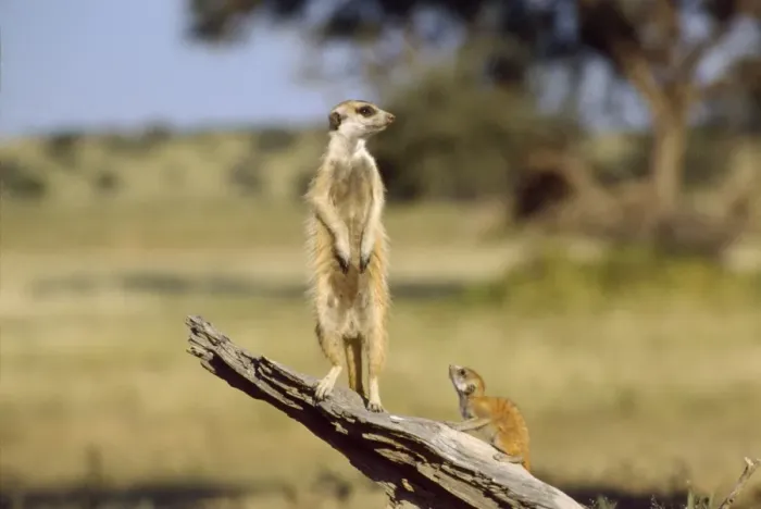 Framed Print : Suricate / Meerkat - guard on look-out - Kalahari - Southern Africa Framed Print : Suricate / Meerkat - guard on look-out - Kalahari - Southern Africa