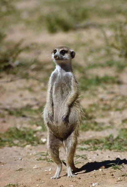 Suricate  /  Meerkat - pregnant female on hind legs Kalahari Desert, Africa