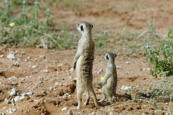 Suricate  /  Meerkat sentinel with youngster. Occurs in South West Arid Zone and adjacent Southern savanna, Highveld and Karoo of South Africa. Kgalagadi Transfrontier Park, Northern Cape, South Africa