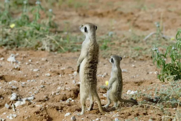 Framed Print : Suricate / Meerkat sentinel with youngster. Occurs in South West Arid Zone and adjacent Southern savanna, Highveld and Karoo of South Africa. Kgalagadi Transfrontier Park, Northern Cape, South Africa Framed Print : Suricate / Meerkat sentinel with youngster. Occurs in South West Arid Zone and adjacent Southern savanna, Highveld and Karoo of South Africa. Kgalagadi Transfrontier Park, Northern Cape, South Africa
