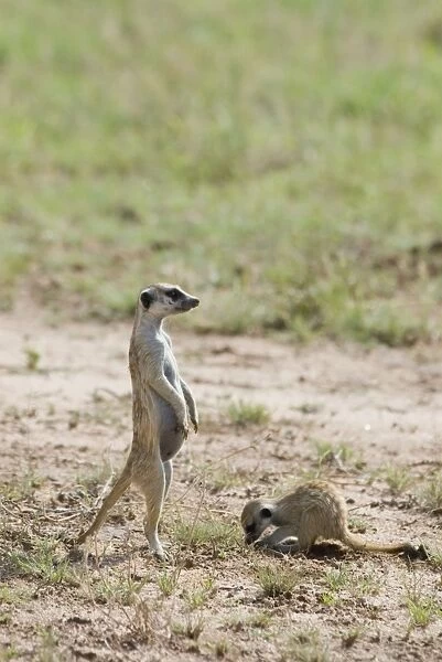 Suricate  /  Meerkat sentinel with youngster digging. Occurs in South West Arid Zone and adjacent Southern savanna, Highveld and Karoo of South Africa. Kgalagadi Transfrontier Park, Northern Cape, South Africa