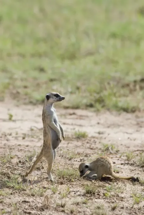Framed Print : Suricate / Meerkat sentinel with youngster digging. Occurs in South West Arid Zone and adjacent Southern savanna, Highveld and Karoo of South Africa. Kgalagadi Transfrontier Park, Northern Cape, South Africa Framed Print : Suricate / Meerkat sentinel with youngster digging. Occurs in South West Arid Zone and adjacent Southern savanna, Highveld and Karoo of South Africa. Kgalagadi Transfrontier Park, Northern Cape, South Africa