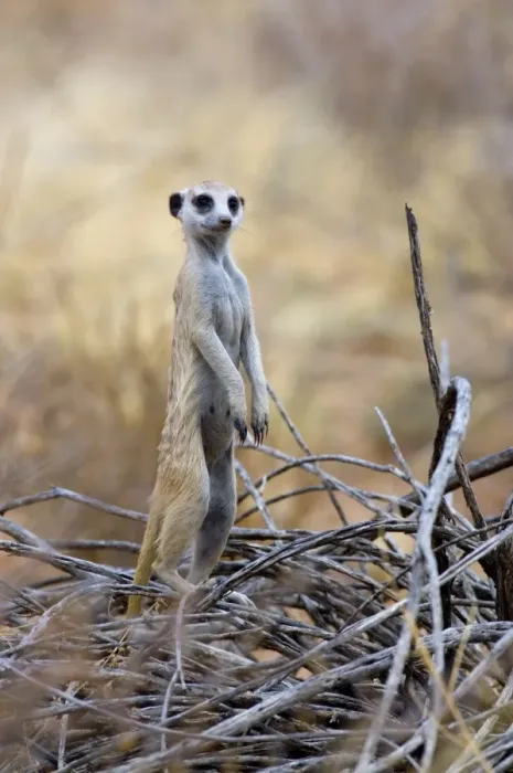 Framed Print : Suricate / Meerkat - Sentry keeping watch for predators. Preys mainly on arthropods, also reptiles obtained by digging. Inhabits open, arid country. Kgalagadi Trandfrontier Park, Northern Cape, South Africa Framed Print : Suricate / Meerkat - Sentry keeping watch for predators. Preys mainly on arthropods, also reptiles obtained by digging. Inhabits open, arid country. Kgalagadi Trandfrontier Park, Northern Cape, South Africa