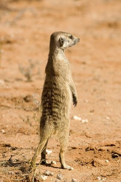 Suricate-Meerkat-Standing guard Kalahari Desert-Kgalagadi National Park-South Africa