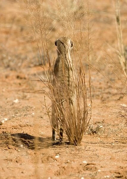 Suricate-Meerkat-Standing guard whilst taking shelter behind a thin shrub Kalahari Desert-Kgalagadi National Park-South Africa