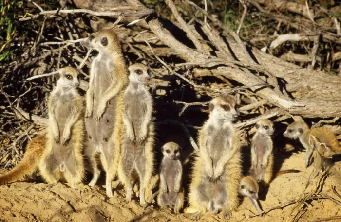 Framed Print : Suricate / Meerkat - part of troup sunbathing Kalahari Africa Framed Print : Suricate / Meerkat - part of troup sunbathing Kalahari Africa