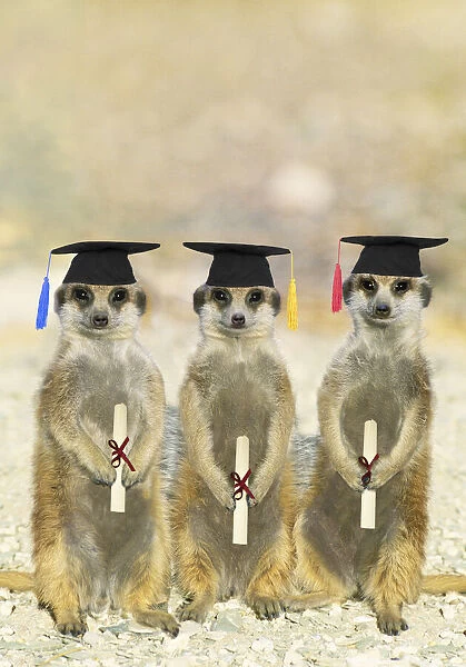 Suricate  /  Meerkats on Graduation Day