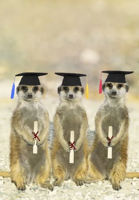 Framed Print : Suricate  /  Meerkats on Graduation Day