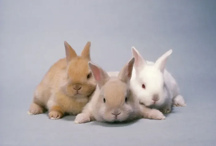 Framed Print : Sussex Gold & Cream Rabbits - x3 Framed Print : Sussex Gold & Cream Rabbits - x3