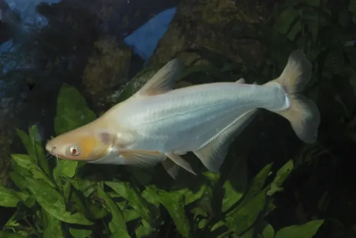 Framed Print : Sutchi Catfis / Irridescent catfish- albino. Chinese rivers Framed Print : Sutchi Catfis / Irridescent catfish- albino. Chinese rivers