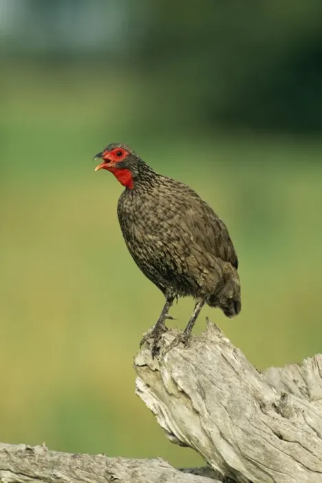 Framed Print : Swainsons Francolin South Africa Framed Print : Swainsons Francolin South Africa