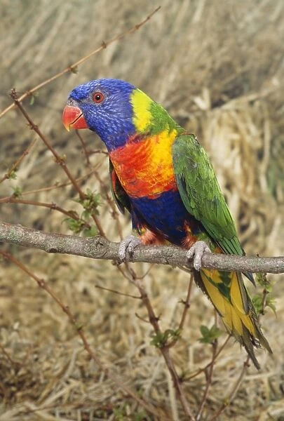 Swainson's Lorikeet  /  Blue-cheeked  /  Blue Mountain  /  Coconut  /  Rainbow Lory  /  Blue Montain Parrot Distribution: East Australia, Tasmania & Kangaroo Island