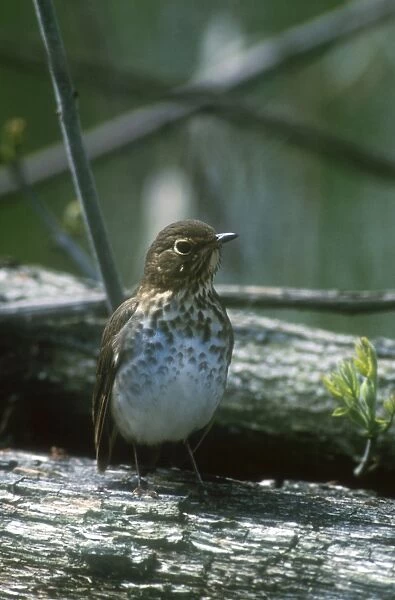 Swainsons Thrush Adult May Long Point, Canada