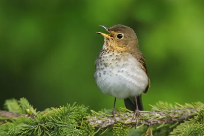 Framed Print : Swainson's Thrush - singing Framed Print : Swainson's Thrush - singing