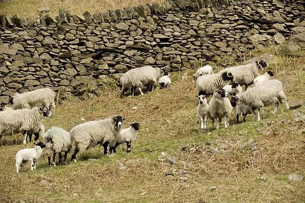 Swaledale sheep, ewes and lambs in upland Lake District, UK