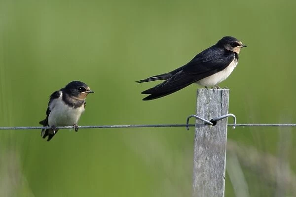 Swallow-2 juvenile birds on fence, waiting to be fed from parents, Holland