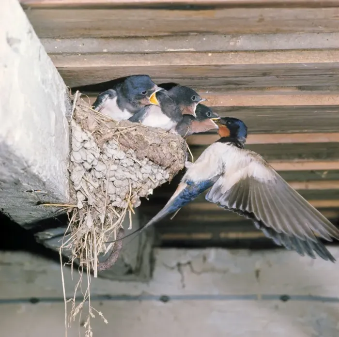 Framed Print : Swallow - adult at nest with young Framed Print : Swallow - adult at nest with young