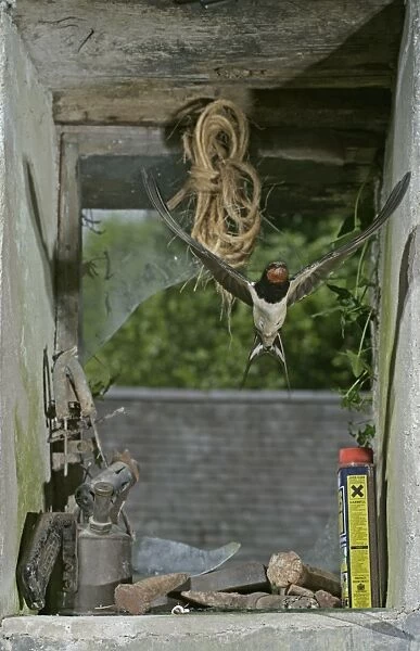 Swallow  /  Barn swallow – entering barn through broken window front view West Wales UK
