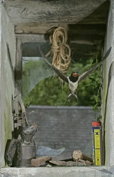 Framed Print : Swallow / Barn swallow – entering barn through broken window front view West Wales UK Framed Print : Swallow / Barn swallow – entering barn through broken window front view West Wales UK