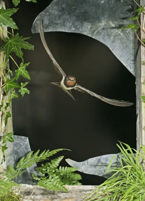 Framed Print : Swallow / Barn swallow – leaving barn through broken window front view West Wales UK Framed Print : Swallow / Barn swallow – leaving barn through broken window front view West Wales UK