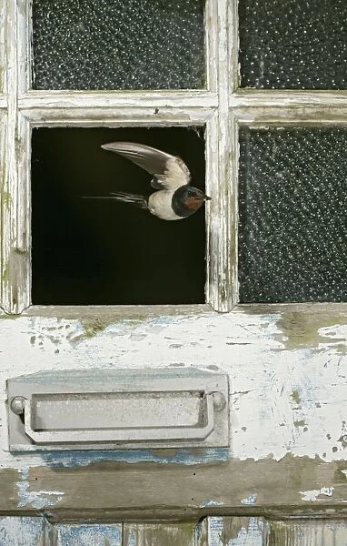 Swallow  /  Barn swallow – leaving barn through missing door pane front view West Wales UK