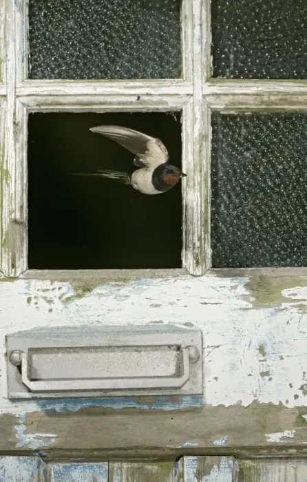 Framed Print : Swallow  /  Barn swallow – leaving barn through missing door pane front view West Wales UK
