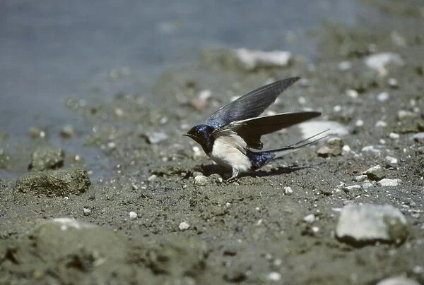 Swallow - Collecting Mud for Nest Lesbos, Greece BI006897