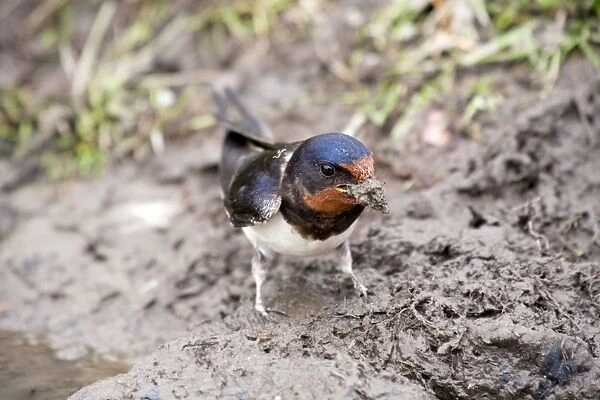 Swallow - collecting mud as nesting material - UK