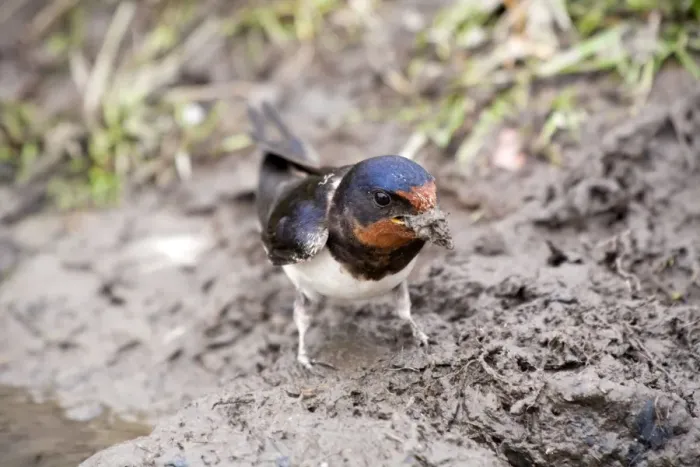 Framed Print : Swallow - collecting mud as nesting material - UK Framed Print : Swallow - collecting mud as nesting material - UK