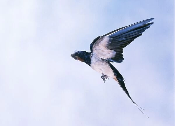 Swallow In flight