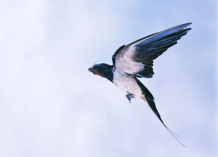 Framed Print : Swallow In flight
