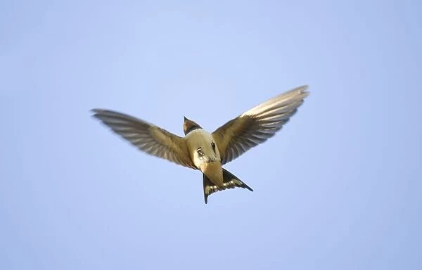 Swallow - in flight