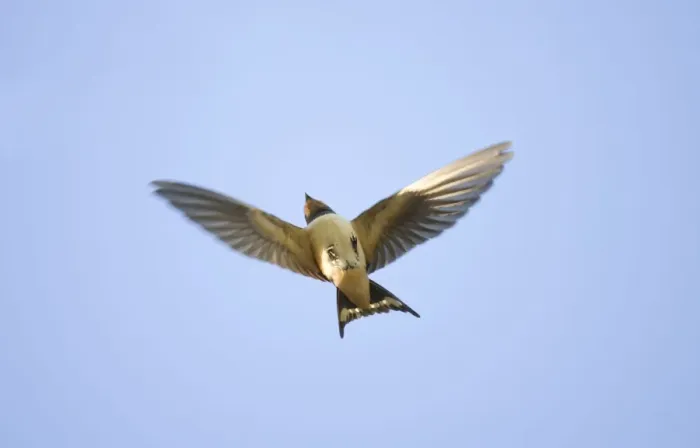 Framed Print : Swallow - in flight Framed Print : Swallow - in flight