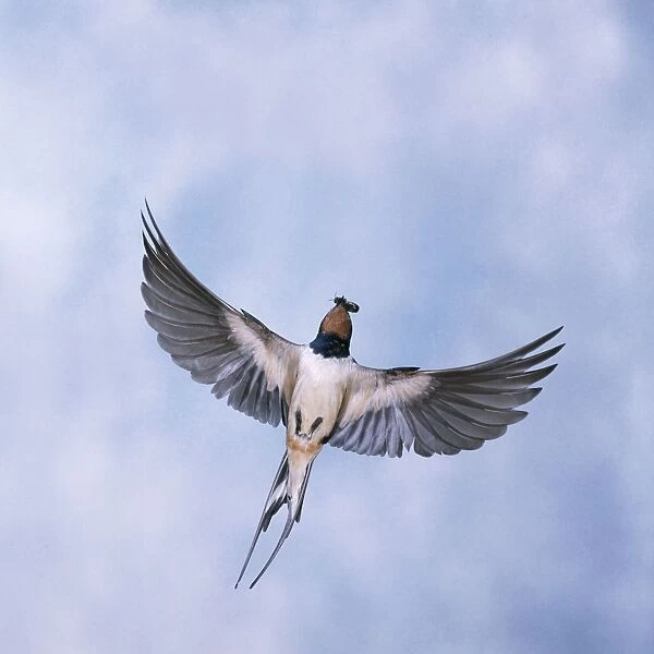 Swallow In flight with insect in beak