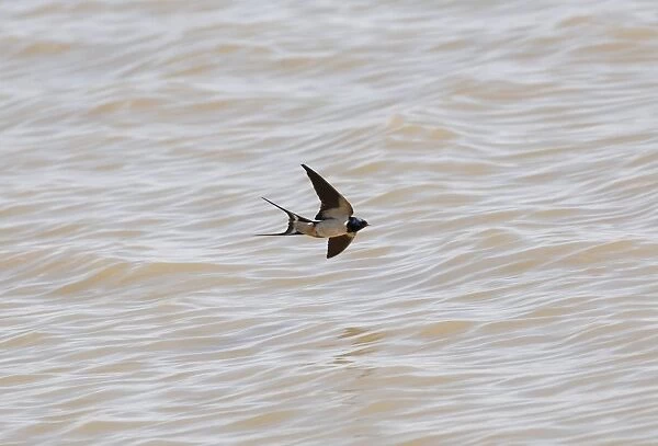 Swallow - flying over water