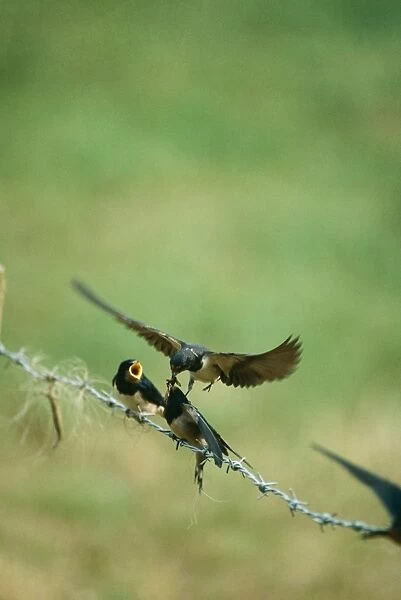 Swallow JD 2963 Feeding young Hirundo rustica © John Daniels  /  ARDEA LONDON