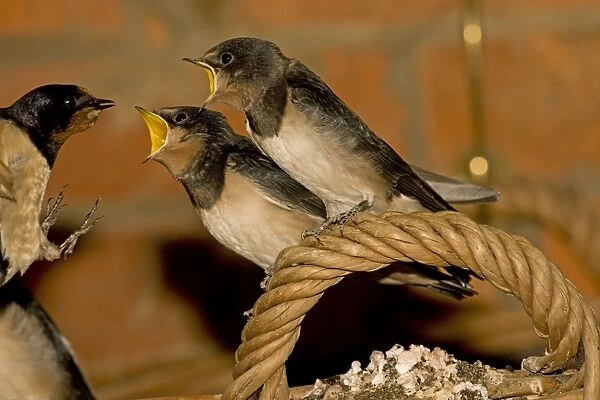Swallow - mother feeding two young perched on basket handle Cotswolds Uk