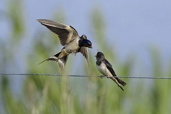 Swallow-parent bird on the wing, feeding Juvenile, Holland