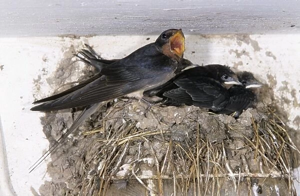 Swallow - parent bird with young at nest