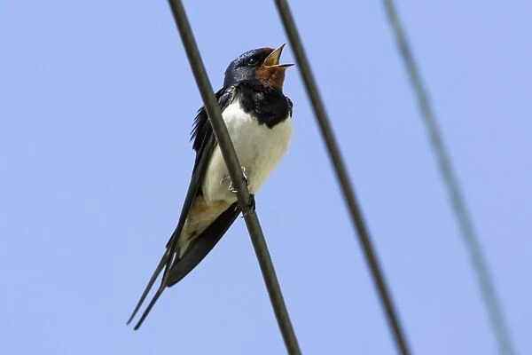 Swallow - Singing from power lines Northumberland, England